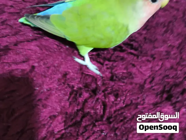 للبيع طير اليف