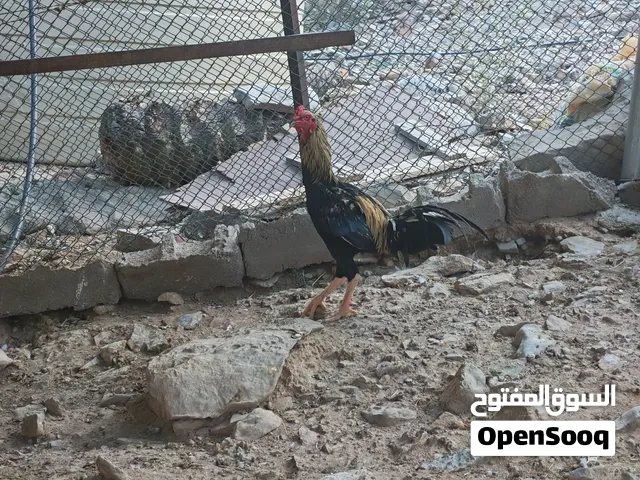ديك باكستاني