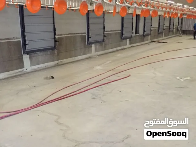 حضاير عنابر دواجن مرخصة لاحم للايجار عدد 3 في الامارات في العين