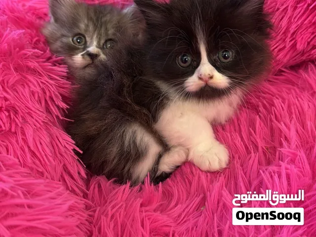 قطط شانشيلا مكس مع راقدول العمر 50 يوم موقع بوظبي السعر تواصل ع الخاص