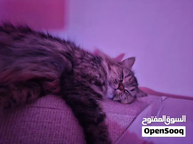 Persian cat for free adoption