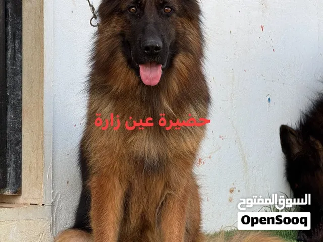 انتاية جيرمين شيبرد كيف واصله من تونس