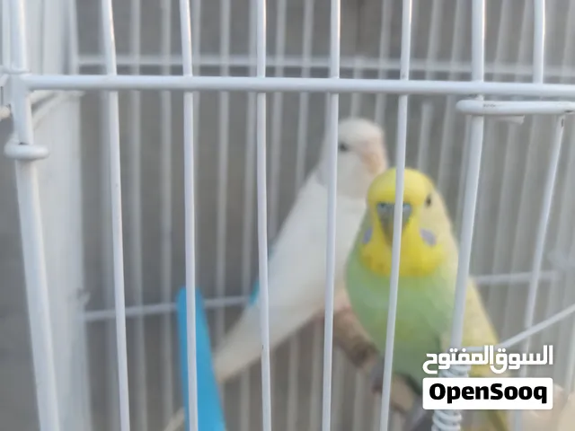 كوبيا للبيع