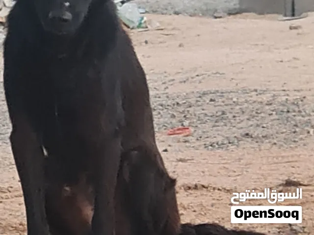 كلب بلاك جاك