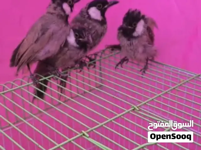 بلابل ديالى