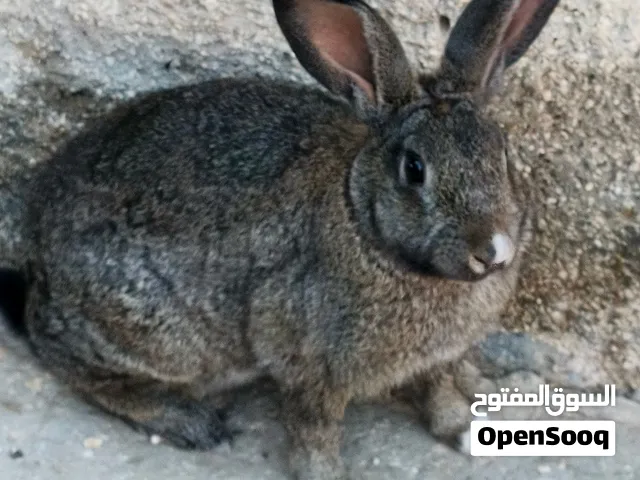 2 ارانب ذكور للبيع
