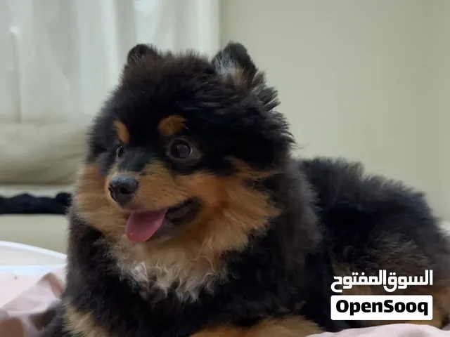 بوميرانيان عمره سنه