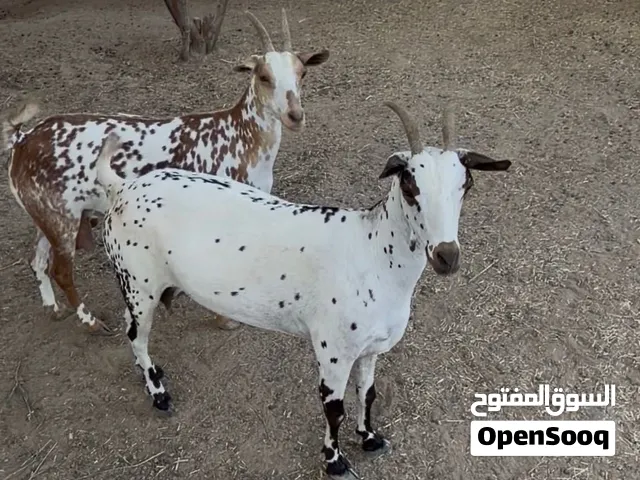 غنم صلاليات صحتهم ممتازه وماعليهن كلام مثل ماواضح بالصور وعشر