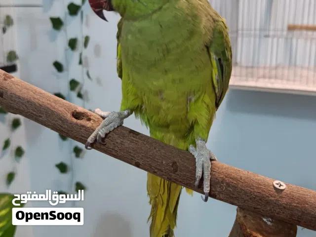 ببغاء درة هندي ذكر 7 شهور أليف جدًا – صحة ممتازة