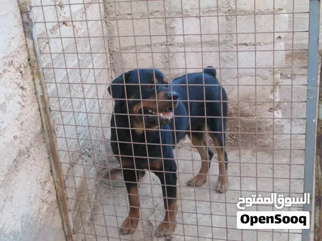 مطلوب كلب روت وايلر