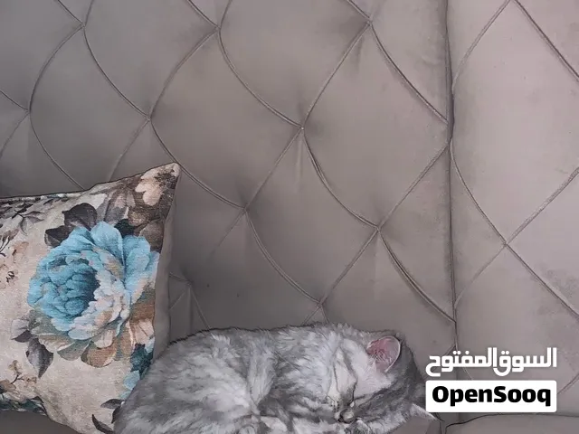 قطوه للتبني