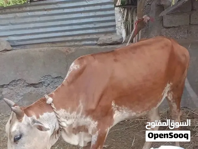 عجله للبيع  من حلال طيب وسمين  ماشاءالله