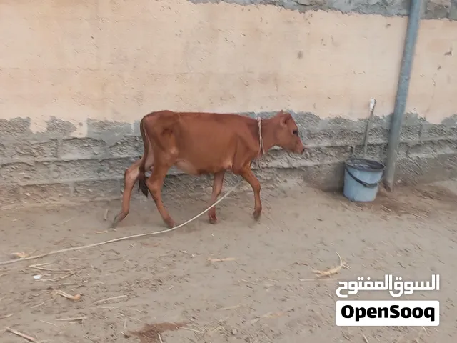 عيله عربيه  عمر 6 شهور مطلوب 200نهايه موقع الخابوره