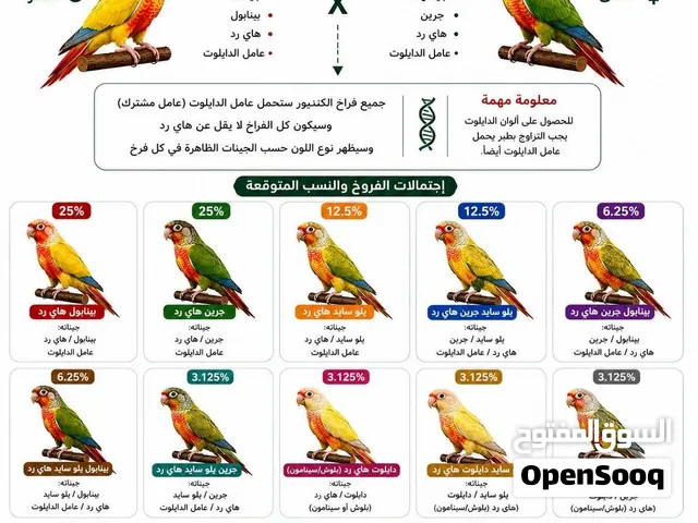 زوز كوبية كنيور شوف بي عيونك الله يبارك