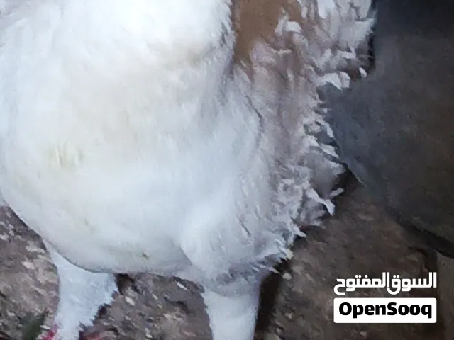 ثمانيه حمامات مرتبات للبيع او البدل علي عصافير