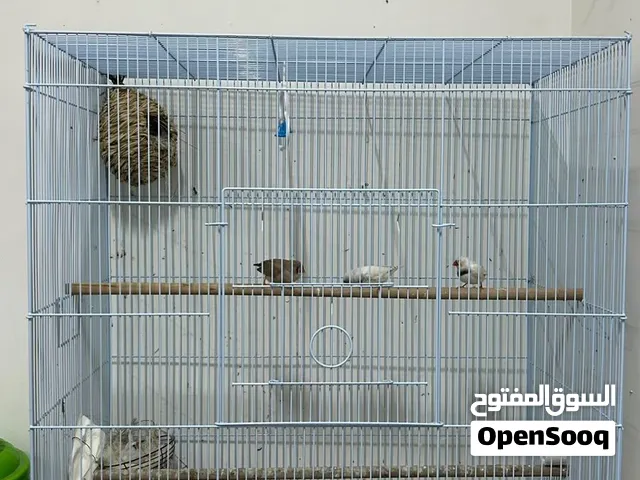 طيور الزيبرا