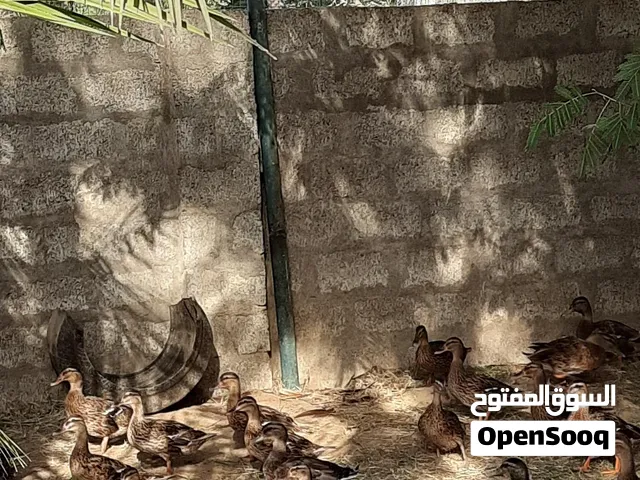 بطّ للبيع، بصحة جيدة ومناسبة للتربية والإنتاج للمهتمين، التواصل على الخاص لمعرفة السعر والتفاصيل.