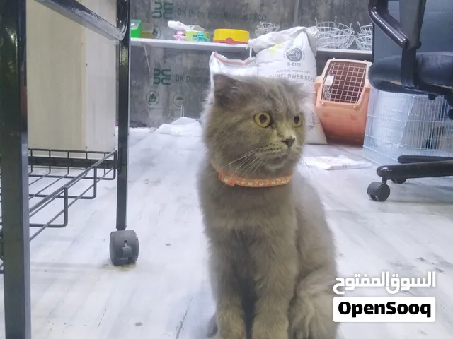 scottish cat