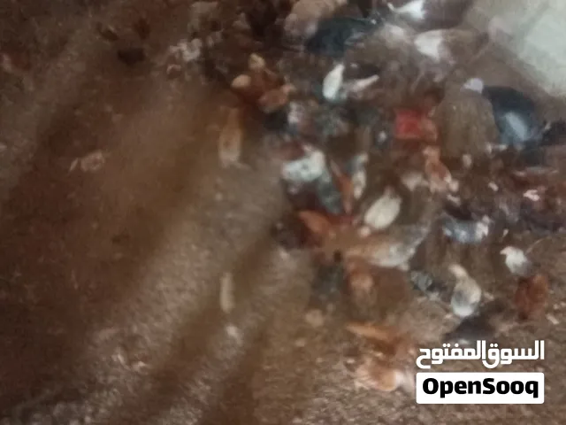 صيصان بلدي عمر 3 شهور