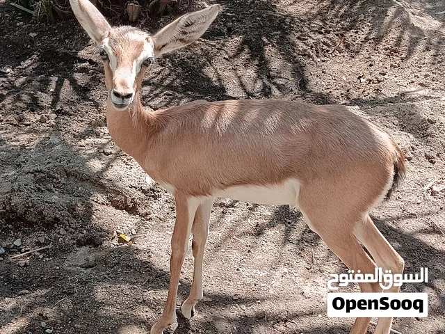 غزال انثى ديماني