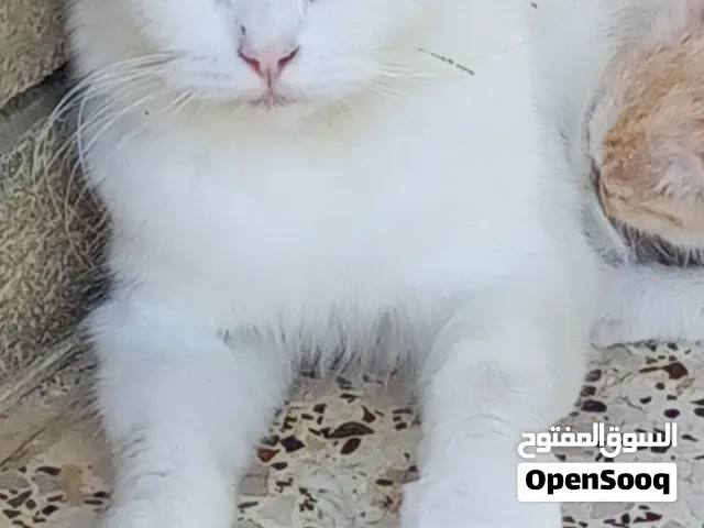 Beautiful cat for sale in bahla