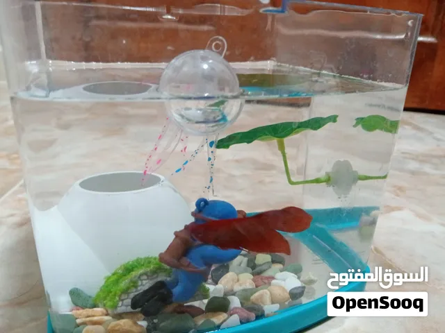 سمك فايترر