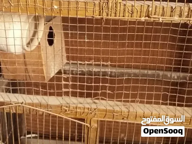 قفص عصافير