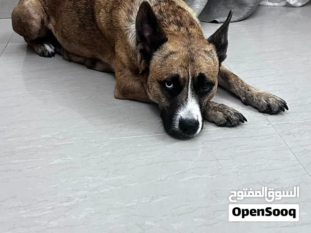 كلبة للتبني
