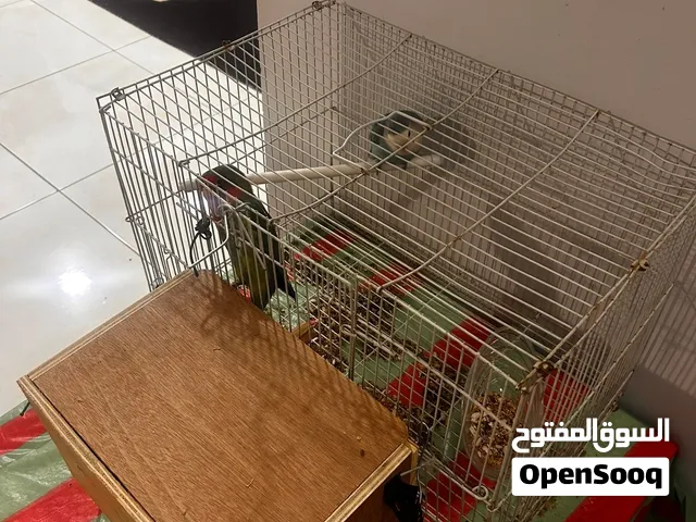 طيور حب من نوع ببغاء روز السعر 14 دينار ونصف فقط .