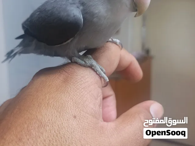 بيع طير الروز