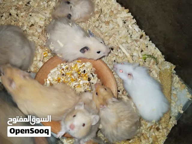 هامستر اليف للبيع