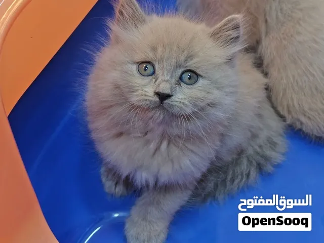 بريتش بيور مكس هملايا بلو