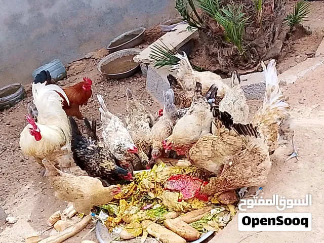 دجاج للبيع تبارك الله طرف بي 40دينار