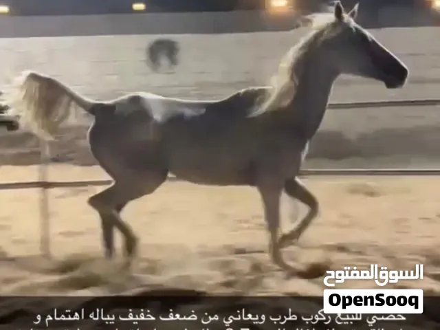 خيل خصي للبيع