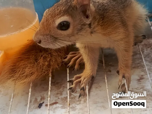 سنجاب مخلف نص الافه سبب تركته جان أليف طينه سعر مناسب