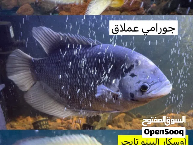 جورامي عملاق