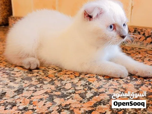 سكوتش فولد ذكرين للبيع  عمر شهرين  أبيض ورمادي