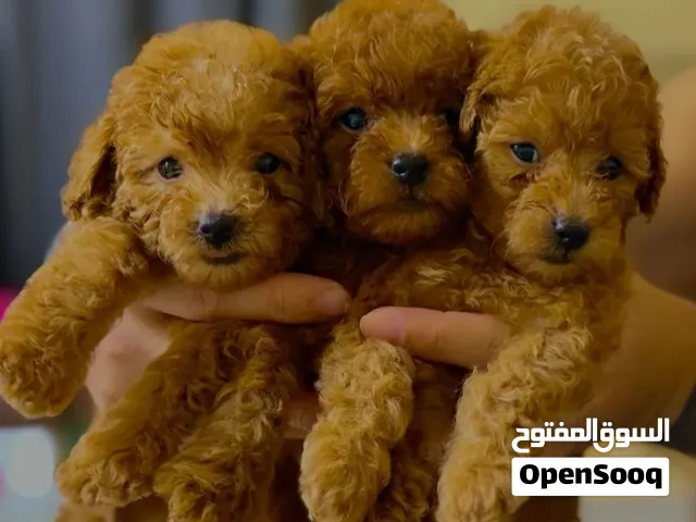 toy poodles