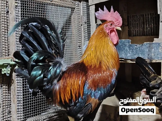 ديك كويتي للبيع
