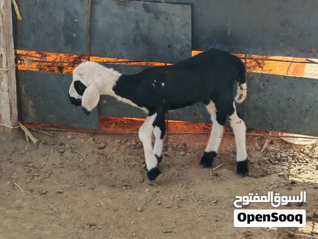 حملة فلقت توم 3 ما شاء الله للبيع ب 20 ريال ترضع مرضعه