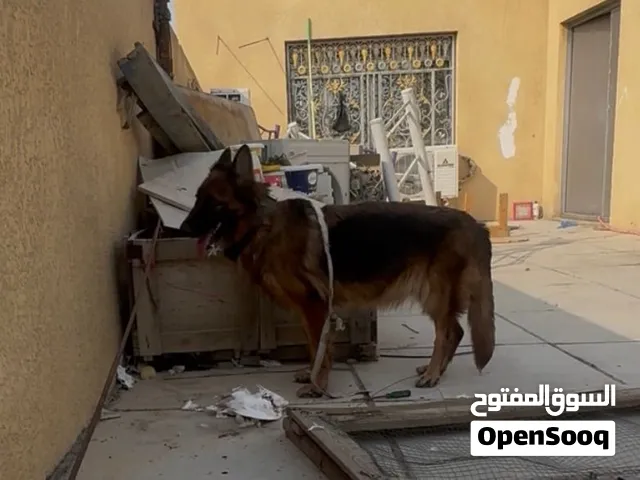 كلبة جيرمنة مستوى جيد للبيع عنوان بصرة زبير +اقرة لوصف