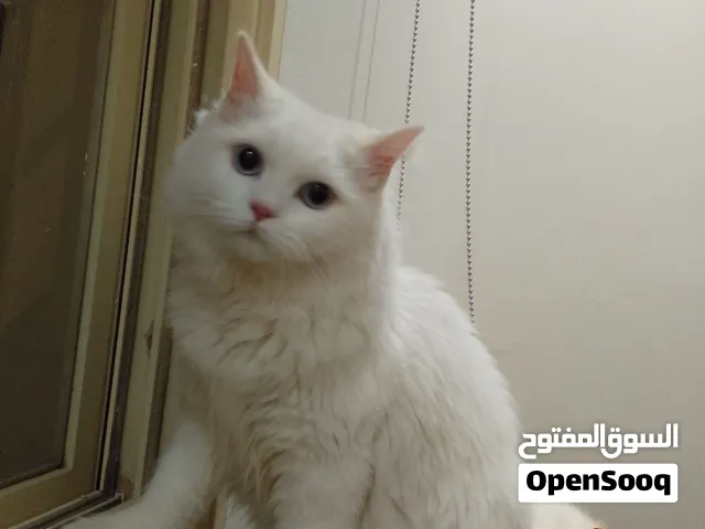 لا أريد أي مال مقابل قطتي For FREE. A beautiful and very sweet cat for FREE.