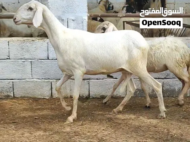 • تنيه علو او مد او لحلوح لا قوه الا بالله تحتها حوليه قريب اتحاديها وانشاء الله امكسبه من اجديد