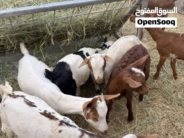 مطلووووووب سخال مال صلاله صغار بسعر مناسب