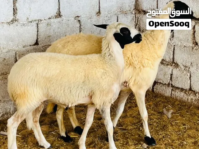 نعجتين تحتهم حوليات سن،سداس