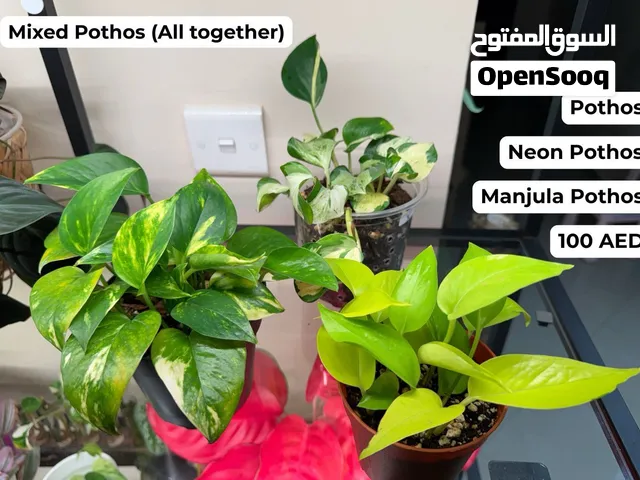 Mixed Pothos (All together) نباتات بوثوس متنوعة