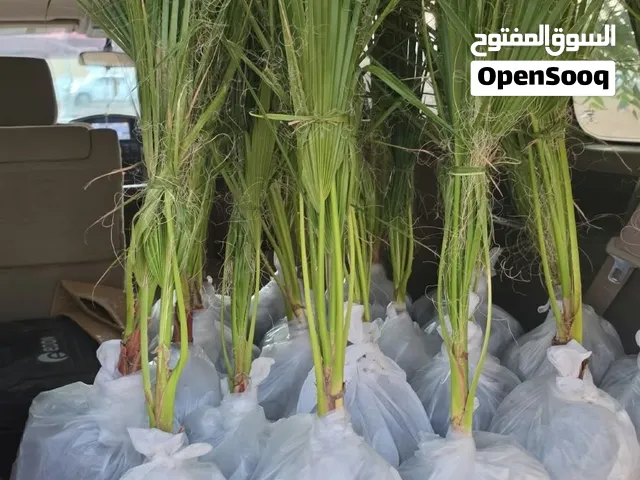 نخيل الواشنطن