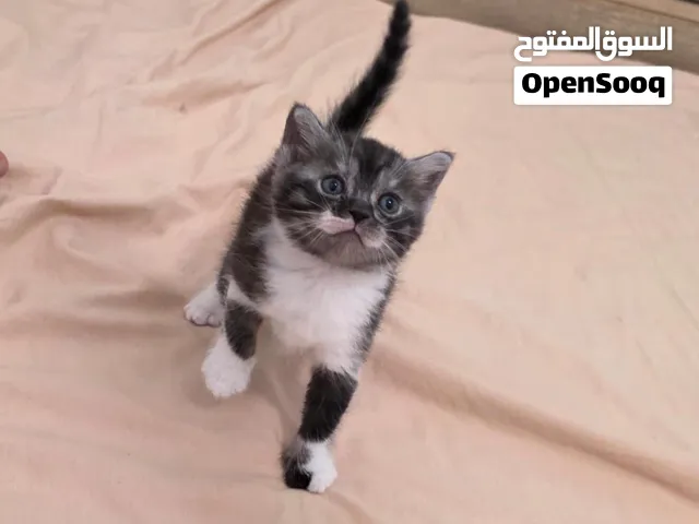 قطه شرازي كيوت جدا  للتبني برسوم بسيطه