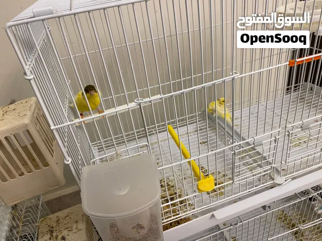 طيور كناري ممتازين و يغردون 4 أزواج