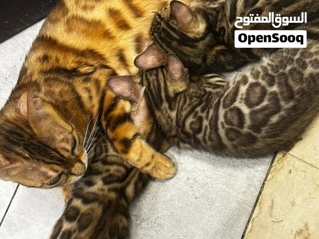 قطط بنغال للبيع